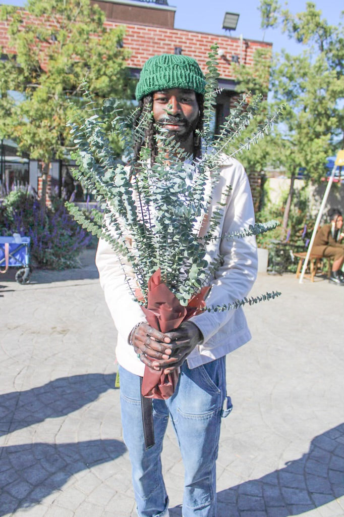 Eucalyptus Bunch