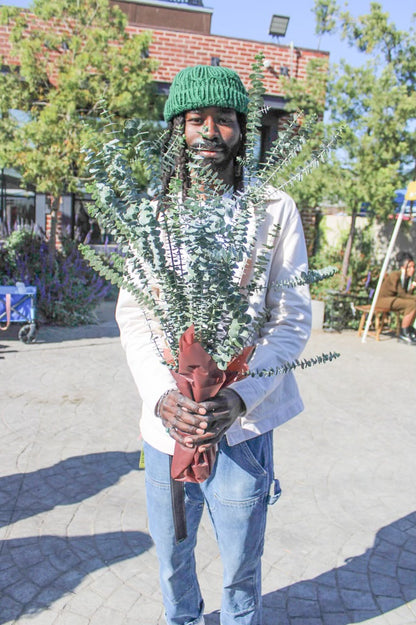 Eucalyptus Bunch